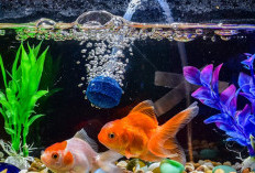 Mengenal Aerator Aquarium: Pengertian, Fungsi, Cara Merawat, dan Perbedaannya Dengan Filter Air