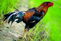 Intip Harga Ayam Jago Untuk Ritual Pengesahan Calon Warga PSHT Terbaru 2023