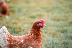 Cara Mengobati Ayam Berak Hijau dengan Bawang Putih, Dijamin Manjur Banget!