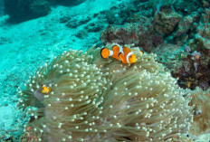 Jelaskan 5 Upaya Pemanfaatan Laut dalam Meningkatkan Perekonomian, Ini Jawaban Lengkapnya
