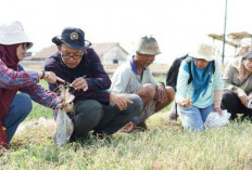 Harga Bawang Merah di Brebes Anjlok, Apa itu Janda Pirang yang Bikin Petani Merugi?