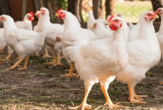 Cara Menghitung FCR Ayam Broiler, Untuk Mengetahui Tingkat Keberhasilan Produksi