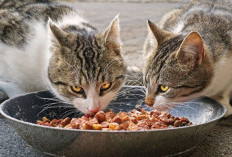 Daftar 7 Tempat Grosir Makanan Kucing di Semarang yang Murah, Berikan Cat Food Kualitas Terbaik Buat Si Anabul