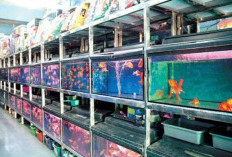 Modal Dikit Untung Selangit! Rincian Bisnis Jual Ikan Hias Mulai Tempat dan Peralatan yang Dibutuhkan