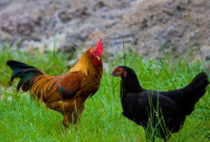 Perbedaan Ayam Siam dan Ayam Kampung, Cocok Mana Untuk Aduan? Simak Lengkapnya Disini