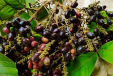 Ciri-Ciri Getah Pohon Katilayu Asli Lengkap Dengan Manfaat dan Cara Memanfaatkannya 