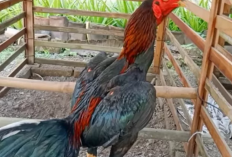 Mengenal Ritual Guna Ayam Jago Untuk Pengesahan Calon Warga PSHT, Jadi Simbol Kesiapan Menghadapi Tantangan