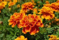 Mengenal Bunga Tai Ayam (Marigold) Si Oren Cantik Berbau Udik yang Ternyata Punya Banuak Manfaat Loh 