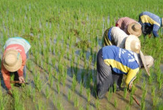 Cara Ubah Desil yang Tidak Sesuai Lewat HP, Tinggal Unduh Aplikasinya Cuma Butuh 1 Menit 