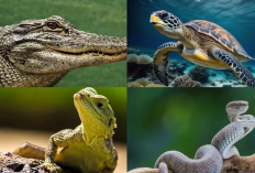 Rekomendasi Hewan Reptil yang Bisa Dipelihara Sendiri di Rumah dan Aman Untuk Keluarga