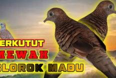 Katuranggan Burung Perkutut Blokor Madu, Warna Seling Mudah Dikenali Dipercaya Membawa Rezeki