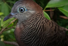 Mitos Burung Perkutut Hitam yang Masih Dipercaya Berdasarkan Jenisnya!