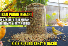 Cara Meracik Pakan Kenari Untuk Ternak Mudah Terbaru 2024, Dijamin Gacor Bikin Burung Makin Lincah!