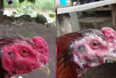 Cara Mengobati Korep Ayam Bangkok/Aduan Menggunakan Bawang Putih Paling Mudah dan Ampuh