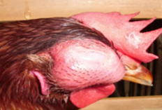 Cara Mencegah Snot pada Ayam Agar Selalu Sehat dan Bisnis Budidaya Lancar