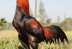 Harga Ayam Bangkok Super Untuk Aduan, Super Fantastis Sampai Belasan Juta!