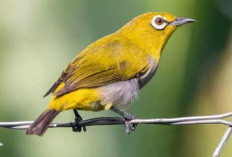 40 Ngaran Burung dalam Bahasa Sunda yang Harus Kamu Tau, Catat Bila Perlu!