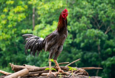 Jenis Kandang yang Cocok Untuk Ternak Ayam Bangkok, Agar Tidak Salah Piih Untuk Usaha