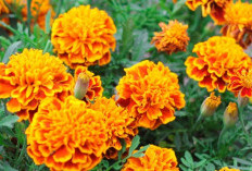 Cara Menanam Bunga Marigold atau Bunga Tahi Ayam dan Perawatannya yang Gampang Banget Buat Kaum Mageran