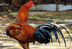 Ciri-Ciri Ayam Jago Untuk Ritual Pengesahan Calon Warga PSHT, Dilihat dari Ukuran Tubuh Hingga Peforma
