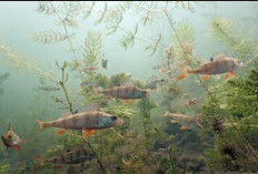 5 Contoh Skema Setrum Ikan Hemat Aki Bisa Pakai Platina, Begini Caranya 