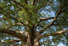 5 Cara Membunuh Tunggul Pohon Dengan Cepat, Bisa Pakai Garam, Cuka, Hingga Terasi 