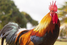 Ciri-Ciri Sisik Ayam yang Bagus dan Jenisnya, Cek Sekarang Juga di Kaki Ayam Peliharaanmu