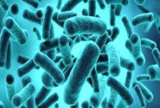 Pemanfaatan Bakteri Nitrosomonas dan Nitrobacter dalam Berbagai Bidang, Pertanian Sampai Pengolahan Limbah