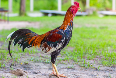 Cara Membuat Kandang Ayam Bangkok dari Kayu Sederhana, Dijamin Mudah Banget Untuk Budget Ekonomis