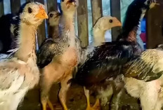 Pakan Ayam Bangkok Umur 1 Bulan yang Sehat, Bisa Cepat Besar dan Bagus!