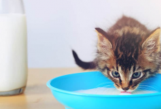 Harga Susu Bayi Kucing Sachet Berbagai Merek Terupdate 2023, Harga Ekonomis Namun Nutrisi Tetap Terpenuhi!