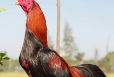 Cara Merawat Ayam Bangkok Klasik yang Baik dan Benar, Buat Ternakmu Jadi Lebih Sehat!