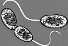 Cara Mendapatkan Bakteri Nitrosomonas dan Nitrobacter, Ikuti Langkah-langkeh Berikut Ini Ya