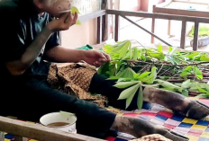 Viral! Video Anak Durhaka Jadi Kambing Akibat Menginjak Kepala Ibu yang Sedang Sholat