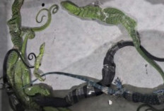 VIRAL! WN Korea Selatan Ditangkap Usai Ketahuan Selundupkan 8 Biawak Dilindungi dalam Koper