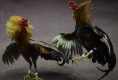 Mengenal Ayam Bangkok F1, Jenis Aduan Pukul Mati Tercepat yang Memiliki Banyak Keunggulan