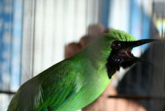 Harga Burung Cucak Ijo Berdasarkan Jenisnya Terbaru 2023, Calon Kolektor Wajib Tahu!