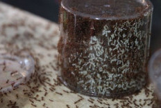 Modal Usaha dan Penghasilan Ternak Kroto Begini Perhitungannya, Cara Cari Cuan yang Gampang Buat Kaum Mageran