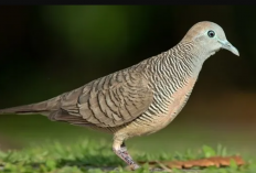 Ukuran Kandang Ternak Burung Perkutut Bangkok Agar Jadi Nyaman dan Tumbuh Sehat