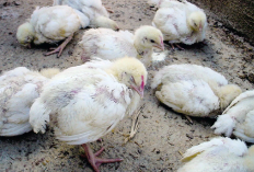 Daftar Obat Alami Untuk Ayam Cacingan, Bahan Mudah Ditemukan dan Harga Ekonomis