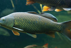 Bahasa Sundanya Ikan Adalah? Berikut Sebutan Ikan dalam Bahasa Sunda