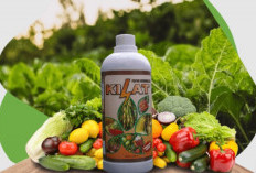 Cara Aplikasi Pupuk Kilat pada Tanaman Biar Hasil Panen Maksimal, Tahan Hama dan Cuaca Buruk 