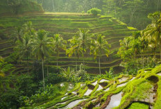 Rekomendasi Penginapan Short Time di Gianyar Bali Cocok Buat Kamu yang Suka Eksplor Wisata Alam