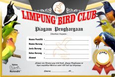 7 Contoh Gambar Sertifikat Lomba Burung Yang Bisa Kamu Jadikan Referensi