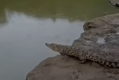 Geger! Video Buaya Besar 1,5 Meter Muncul di Sungai Oya, Gunung Kidul, Jogjakarta Viral Tiktok dan Twitter Yang Hingga Kini Belum Tertangkap