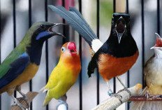 Kumpulan Mentahan Desain Piagam Lomba Burung PNG, Unduh GRATIS di Sini Tinggal Edit