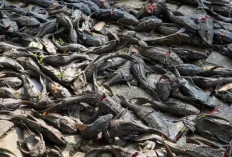 Heboh Pemusnahan 5 Ton Ikan Sapu-Sapu di Jakarta: MUI Beri Catatan Tegas Tentang Penguburan Hidup-Hidup