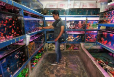 Tips Usaha Jual Ikan Hias Untuk Pemula, Jalani Bisnis dan Hobi dalam Sekali Dayung!