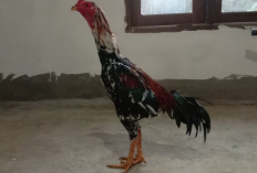 Gambar Ayam Blorok Madu Asli, Hati-Hati! Jangan Sampai Kamu Salah Beli