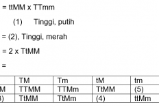 Inilah Contoh Soal Persilangan Dihibrid SMP Terbaru 2023/2024, Tes Kemampuanmu Disini!